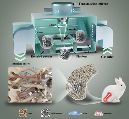清華、北大、北醫(yī)三院聯(lián)合：高溫氧化處理3D打印鎂合金骨植入物結構優(yōu)化及體內外生物降解行為